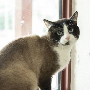 Domestic Short Hair Cats Available for Adoption in Slidell, Louisiana - Sanji | PetCurious