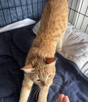 Rescue Tabby Cats for Adoption in Brampton, Ontario - Ginger M. | PetCurious