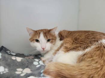 Domestic Short Hair Cats Available for Adoption - Tommy | PetCurious