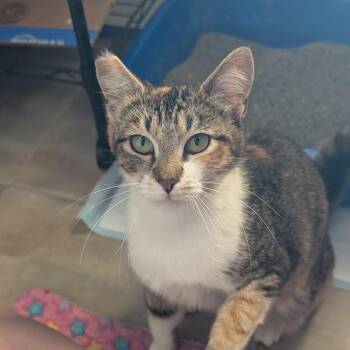 Domestic Short Hair Cats Available for Adoption in Redwood Valley, California - Basia (Bah-Sha) | PetCurious