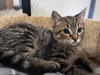 Rescue Domestic Short Hair Cats for Adoption in Fishers, Indiana - Thug S. | PetCurious