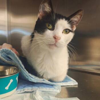 Robert -  Domestic Short Hair Cat for Adoption in Bentonville, Arkansas - Robert | PetCurious
