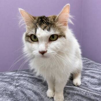 Diona -  Domestic Long Hair Cat for Adoption in Hemet, California - Diona | PetCurious