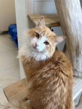 Domestic Long Hair Cats Available for Adoption in Chicago, Illinois - Lucky | PetCurious