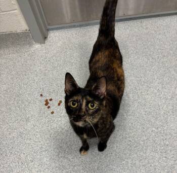 Maze -  Domestic Short Hair Cat for Adoption in Frankfort, Kentucky - Maze | PetCurious