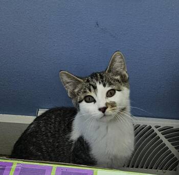 Pop -  Domestic Short Hair Cat for Adoption in Menasha, Wisconsin - Pop | PetCurious