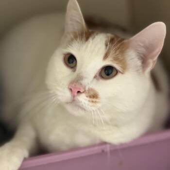 Scooter -  Domestic Short Hair Cat for Adoption in South Elgin, Illinois - Scooter | PetCurious