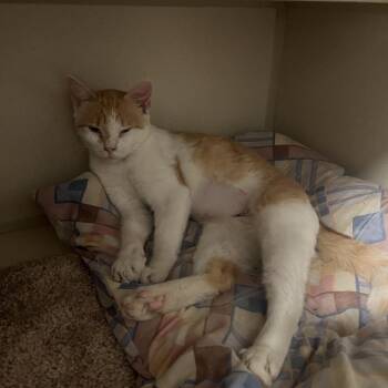 Japura -  Domestic Short Hair Cat for Adoption in Normal, Illinois - Japura | PetCurious