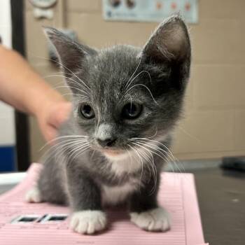Jenny -  Domestic Short Hair Cat for Adoption in Newport, North Carolina - Jenny | PetCurious