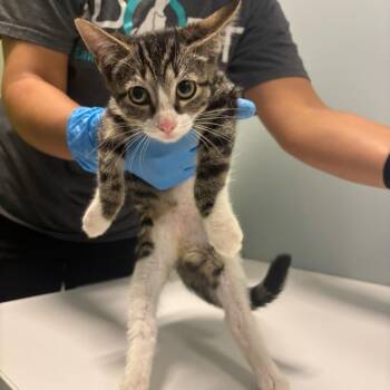 Kendall -  Domestic Short Hair Cat for Adoption in Mooresville, North Carolina - Kendall | PetCurious
