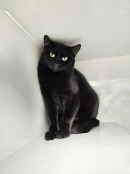 Rescue Domestic Short Hair Cats for Adoption in Corpus Christi, Texas - Nova | PetCurious