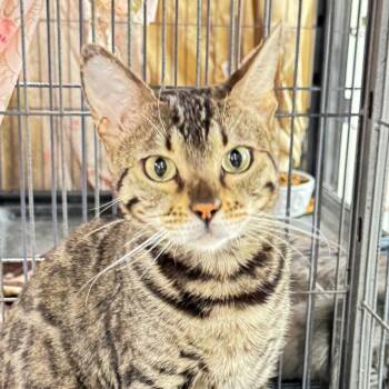 DIVA -  Domestic Short Hair and Bengal Cat Available for Adoption in Battle Creek, Michigan - DIVA | PetCurious