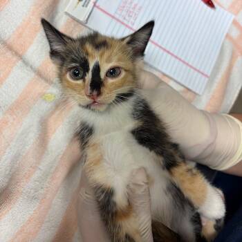 France -  Domestic Short Hair Cat for Adoption in Reno, Nevada - France | PetCurious