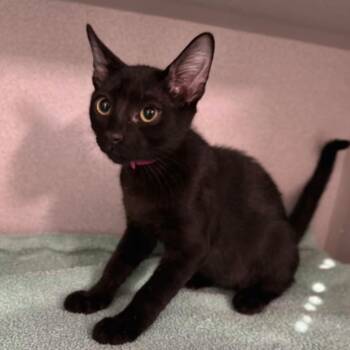 -Oscar -  Domestic Short Hair Cat for Adoption in Red Bluff, California - -Oscar | PetCurious