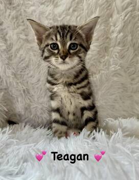 Teagan -  Domestic Short Hair Cat for Adoption in Copley, Ohio - Teagan | PetCurious