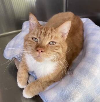 Domestic Short Hair Cats Available for Adoption in Choteau, Montana - Biscuits | PetCurious