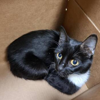 Rain -  Domestic Short Hair Cat for Adoption in Baltimore, Maryland - Rain | PetCurious