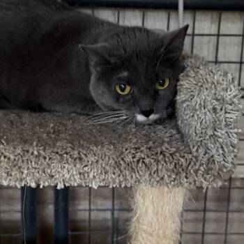 Bandit -  Domestic Short Hair Cat Available for Adoption in Marana, Arizona - Bandit | PetCurious