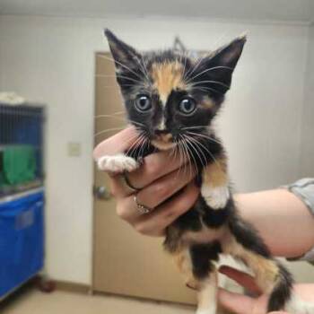 Rescue Domestic Short Hair Cats for Adoption in Bryan, Texas - Zooey | PetCurious