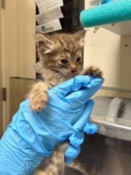 CHIWA -  Domestic Short Hair Cat for Adoption in Riverside, California - CHIWA | PetCurious