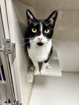 Maverick -  Domestic Short Hair Cat for Adoption in Corpus Christi, Texas - Maverick | PetCurious