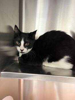 Bentley -  Domestic Short Hair Cat for Adoption in Novato, California - Bentley | PetCurious