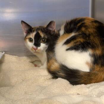 Honey -  Domestic Short Hair Cat for Adoption in Greensboro, North Carolina - Honey | PetCurious