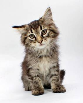 Flynn -  Domestic Medium Hair and Domestic Short Hair Cat for Adoption in Morton Grove, Illinois - Flynn | PetCurious