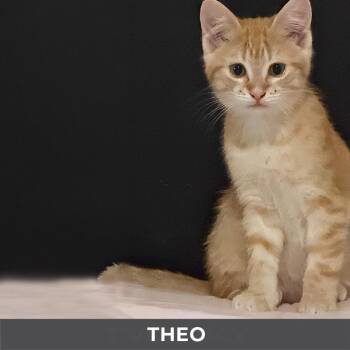 Theo -  Domestic Short Hair Cat for Adoption in Toronto, Ontario - Theo | PetCurious