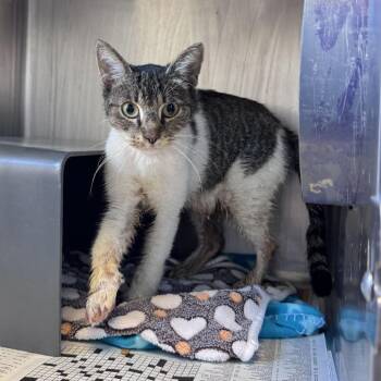 Mandy -  Domestic Short Hair Cat for Adoption in Chicago, Illinois - Mandy | PetCurious