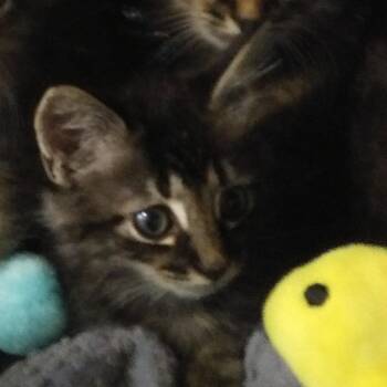 Karis -  Domestic Long Hair Cat for Adoption in PORT WENTWRTH, Georgia - Karis | PetCurious