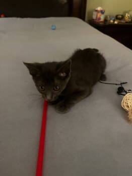 Rescue Domestic Short Hair Cats for Adoption in Rockaway, New Jersey - Dusty KITTEN | PetCurious