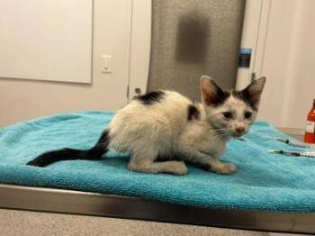 Just A Little Guy -  Domestic Short Hair Cat for Adoption in Kansas City, Missouri - Just A Little Guy | PetCurious