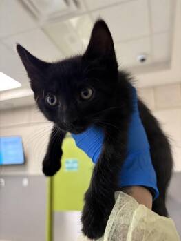 BANANA -  Domestic Short Hair Cat for Adoption in Las Vegas, Nevada - BANANA | PetCurious
