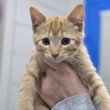 Appa -  Domestic Short Hair Cat Available for Adoption in Huntsville, Alabama - Appa | PetCurious
