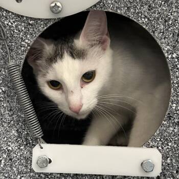 Domestic Short Hair Cats Available for Adoption in League City, Texas - Rumie | PetCurious