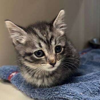 Eos -  Domestic Short Hair Cat for Adoption in Kanab, Utah - Eos | PetCurious