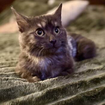 Wolfie -  Domestic Medium Hair Cat for Adoption in Los Angeles, California - Wolfie | PetCurious