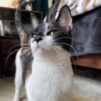 Pooki -  Domestic Short Hair Cat for Adoption in Tustin, California - Pooki | PetCurious