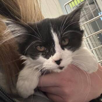 Nancy Drew -  Domestic Medium Hair and Domestic Short Hair Cat for Adoption in Lafayette, Indiana - Nancy Drew | PetCurious