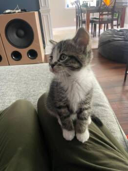 Domestic Short Hair Cats Available for Adoption in Ferndale, Michigan - Atticus | PetCurious
