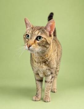 Kahlua -  Domestic Short Hair Cat for Adoption in Rock Springs, Wyoming - Kahlua | PetCurious