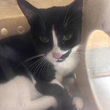 Lil Boosie -  Domestic Short Hair Cat Available for Adoption in Philadelphia, Pennsylvania - Lil Boosie | PetCurious