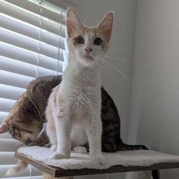 Baker -  Domestic Medium Hair and Turkish Van Cat for Adoption in Liverpool, Texas - Baker | PetCurious