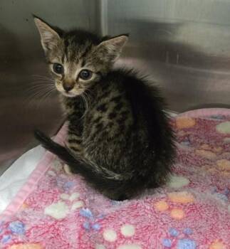 Mitzy -  Domestic Short Hair Cat for Adoption in Gainesville, Florida - Mitzy | PetCurious