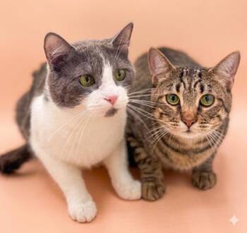 Domestic Short Hair Cats Available for Adoption in Bowling Green, Kentucky - Milo (BONDED W BENNY) | PetCurious