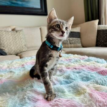 Arnold -  Domestic Short Hair Cat for Adoption in Houston, Texas - Arnold | PetCurious