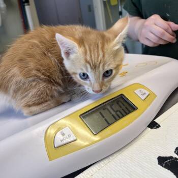 Tangelo -  Domestic Short Hair Cat for Adoption in Mt. Juliet, Tennessee - Tangelo | PetCurious