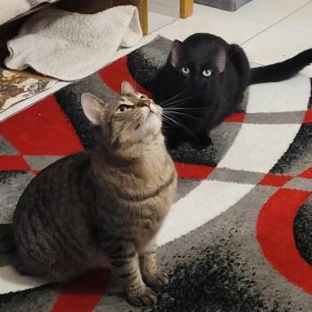 Scooby -  Domestic Short Hair Cat for Adoption in Chaska, Minnesota - Scooby | PetCurious