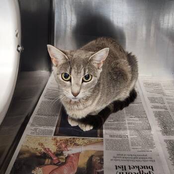 Spaghettios -  Domestic Short Hair Cat for Adoption in Brockton, Massachusetts - Spaghettios | PetCurious